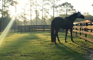 Lady Jean Ranch Horse in Jupiter Florida